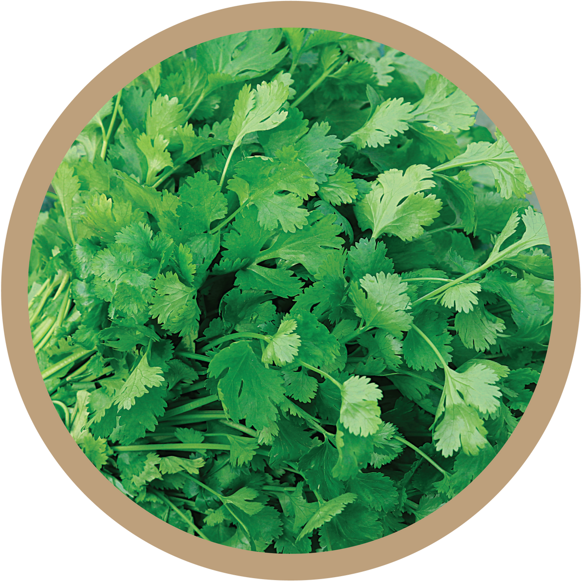 Kerncoriander, front  