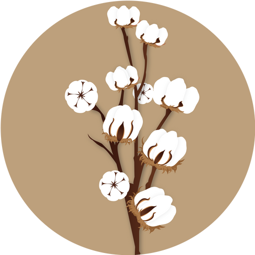Kern 656 Bt 2 Cotton