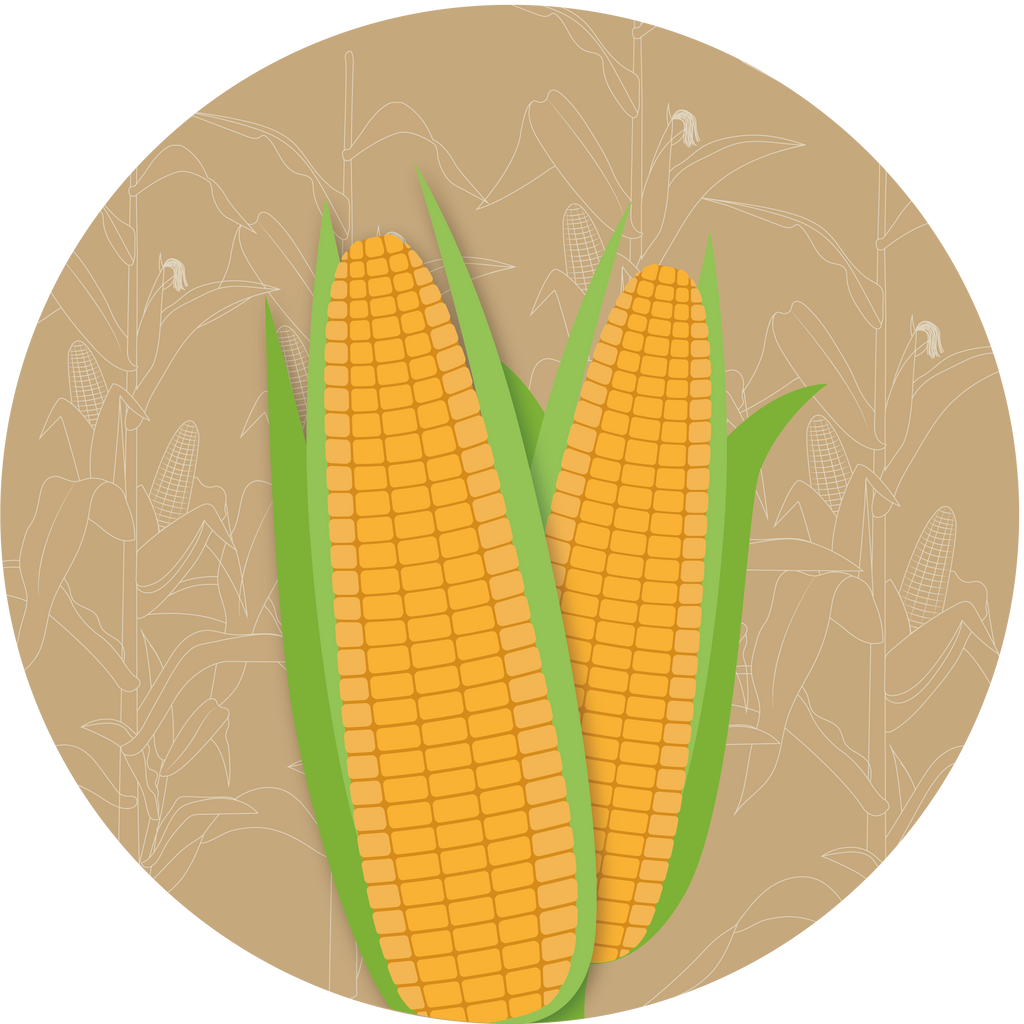 Kern 603 F1 Double Cross Maize