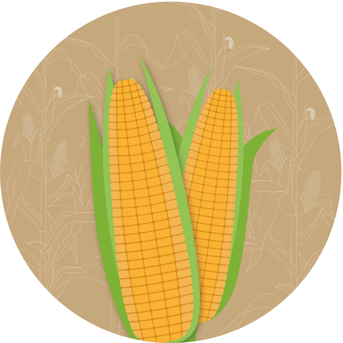 Kern 603 F1 Double Cross Maize