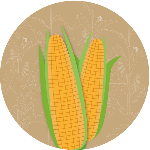 Kern 603 F1 Double Cross Maize