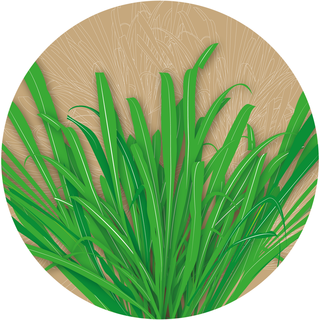 Malmali Ghaas Rye Grass