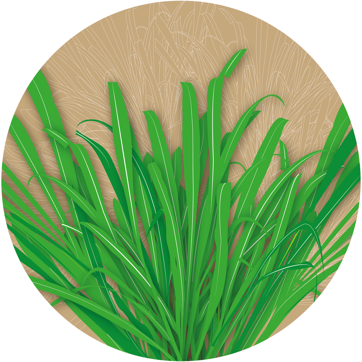 Malmali Ghaas Rye Grass