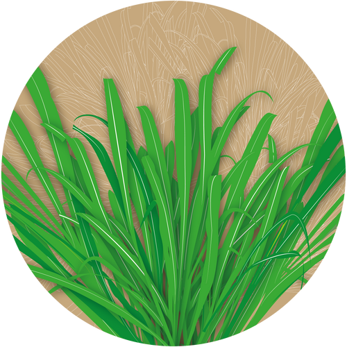 Malmali Ghaas Rye Grass
