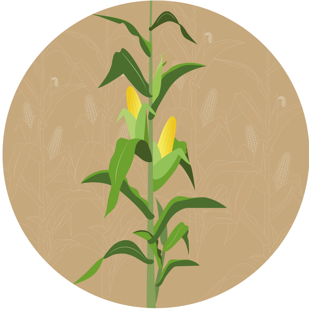 Mustang F1 Forage Maize