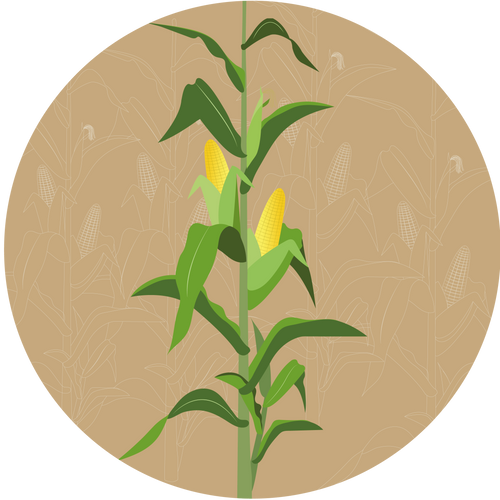 Mustang F1 Forage Maize