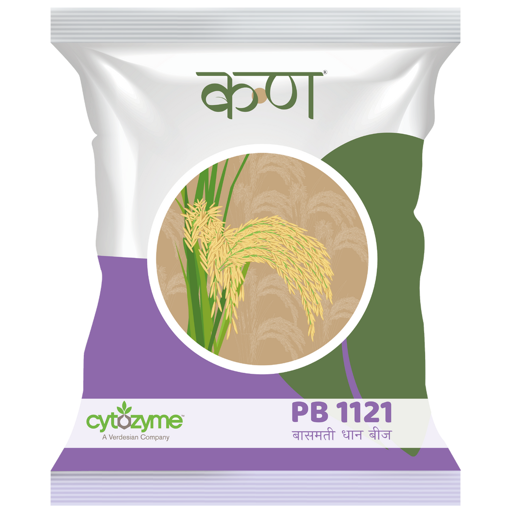 PB 1121 Paddy Basmati