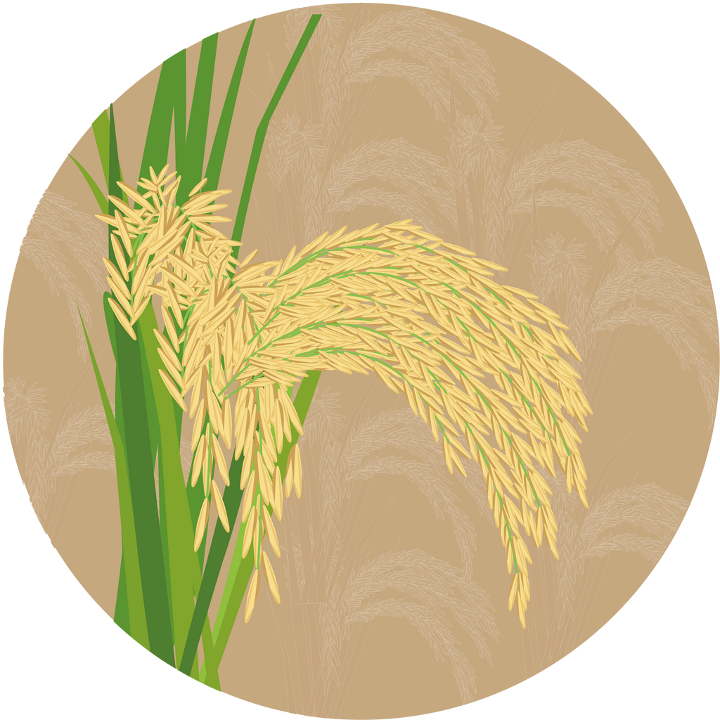 PB 1718 Paddy Basmati