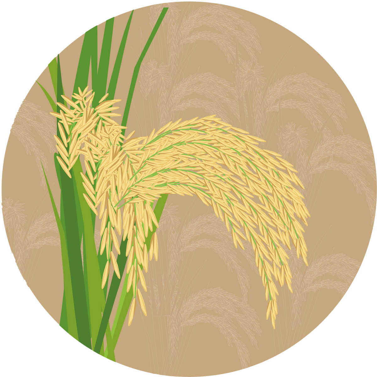 PB 1718 Paddy Basmati