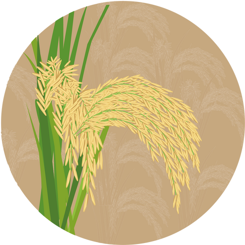 PB 1718 Paddy Basmati