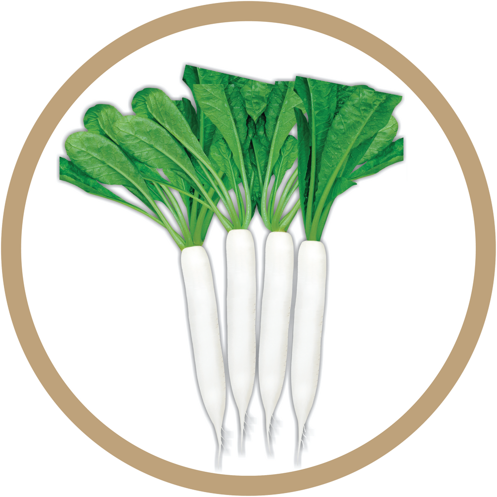 Kern 383 OP Radish