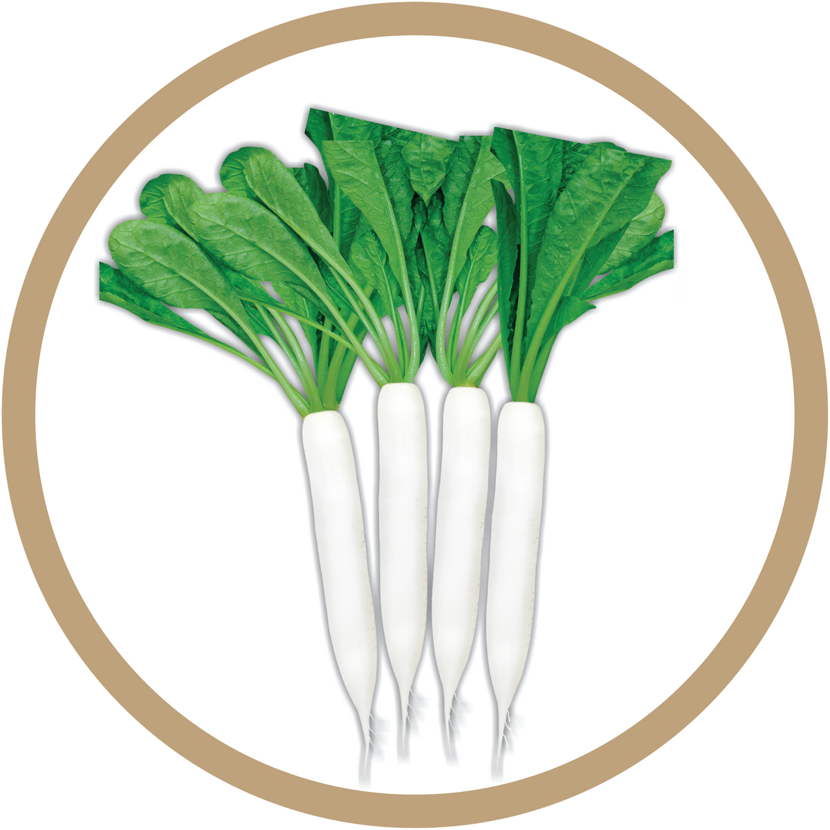 Kern 383 OP Radish