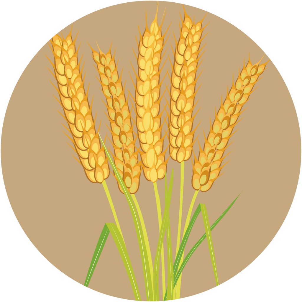 Kern 555 Wheat