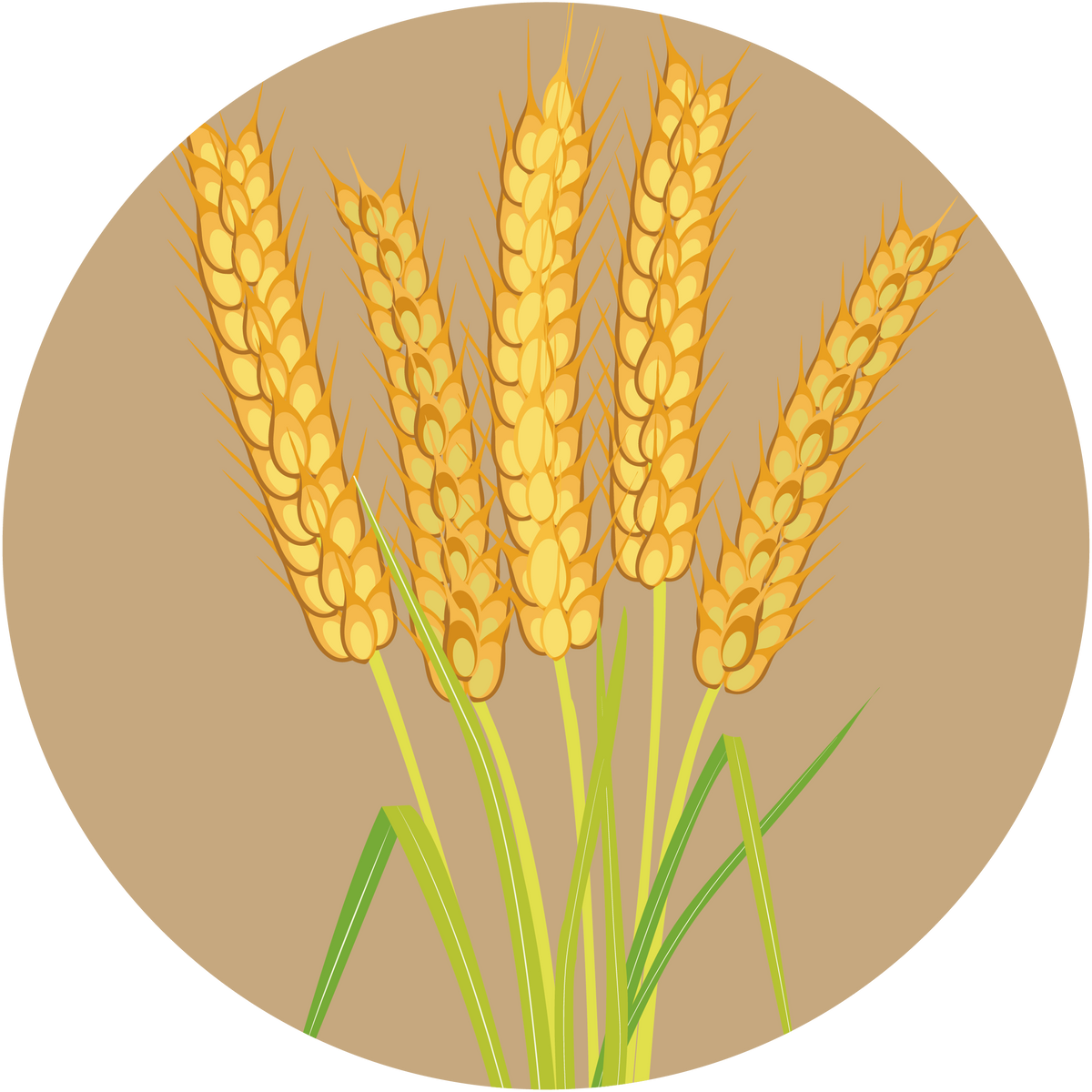 Kern 555 Wheat