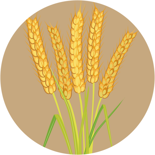 Kern 555 Wheat
